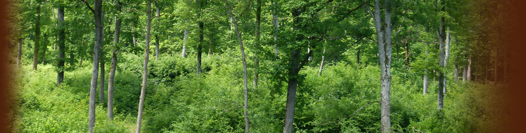 Scierie Eurochêne, Forêt Hêtre Français