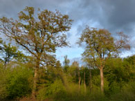 Forêt de chênes