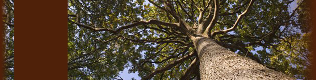 Scierie Eurochêne, Forêt Hêtre Français