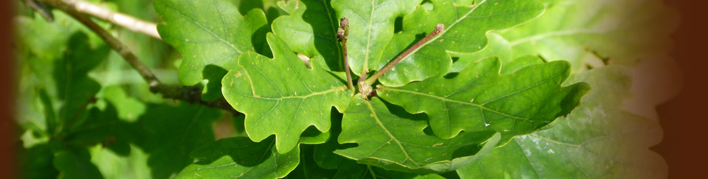 Feuille de chêne à la scierie