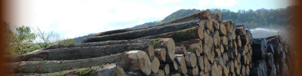 Grumes de chêne sous arrosage