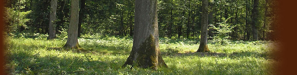 Scierie Eurochêne, Forêt Chêne Bourgogne